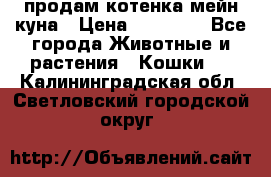 продам котенка мейн-куна › Цена ­ 35 000 - Все города Животные и растения » Кошки   . Калининградская обл.,Светловский городской округ 